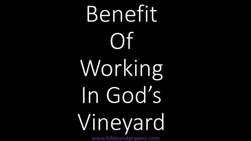 Benefit Of Working In God's Vineyard