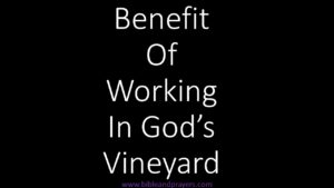 Benefit Of Working In God's Vineyard